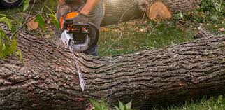 How Our Tree Care Process Works  in  Montclair, VA