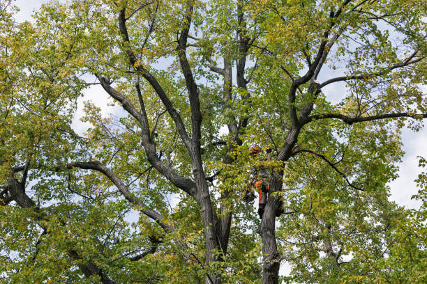 Trusted Montclair, VA Tree Services Experts